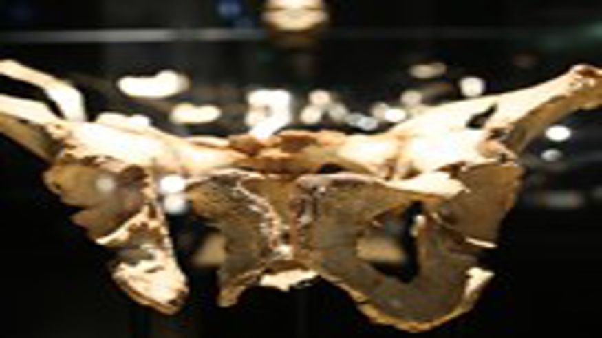 Exposición sobre los Yacimientos de la Sierra de Atapuerca Imagen de portada