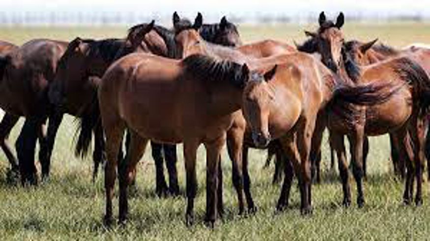 Animales y mascotas - Cultura / Arte - Ruta cultural -  Paseo a caballo en Doñana (Naturanda Turismo - Sevilla) - SEVILLA