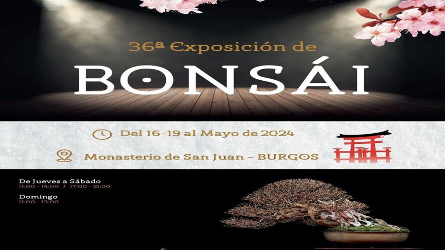 Bonsais - Aficiones - Pintura, escultura, arte y exposiciones -  36ª Exposición de Bonsái - BURGOS