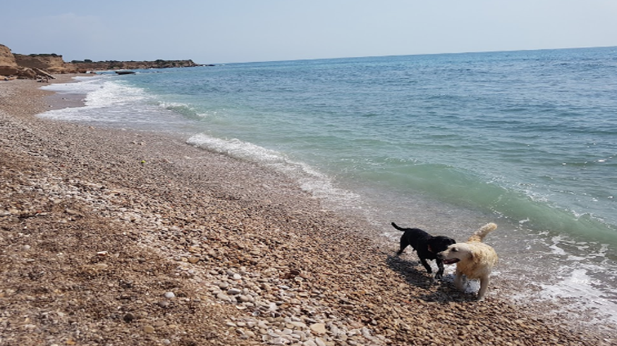 Animales y mascotas - Submarinismo - Deportes agua -  Playa Canina Les Llanetes - CASTELLON DE LA PLANA